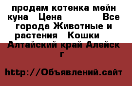 продам котенка мейн-куна › Цена ­ 35 000 - Все города Животные и растения » Кошки   . Алтайский край,Алейск г.